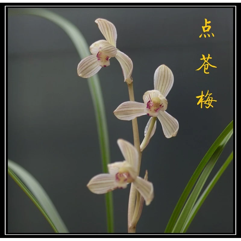 当年开花 兰花苗阳台花卉绿植盆栽 莲瓣兰 自然种植