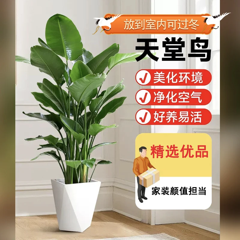 【云语花漾】天堂鸟1.31-1.4米绿植鹤望兰盆栽室内阳台客厅菱形盆