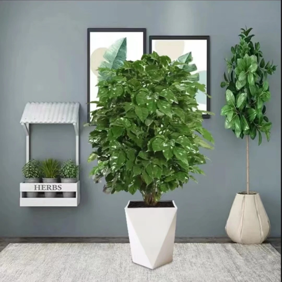 【云语花漾】幸福树绿宝美观客厅植物办公室四季常青好养盆栽白色