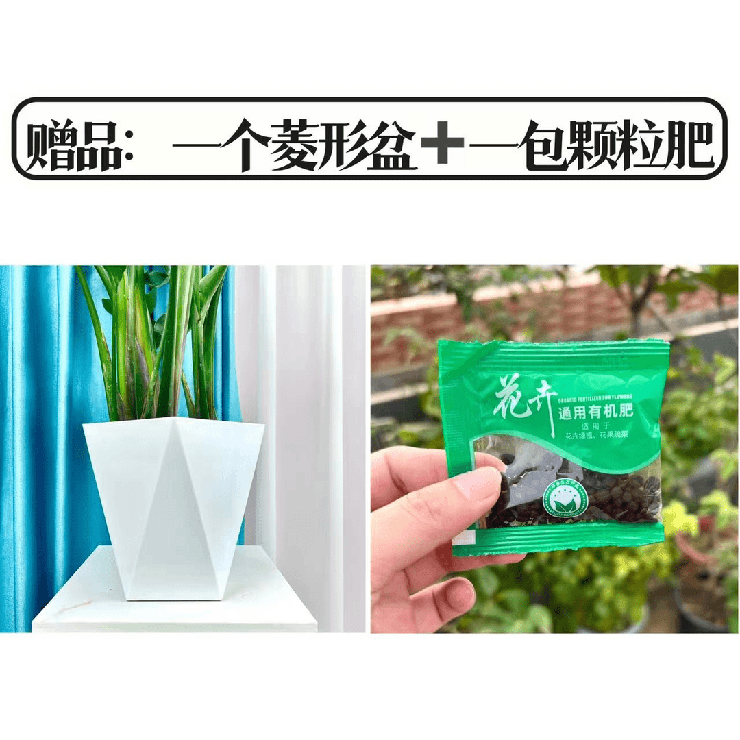 云语-菱形盆+肥料