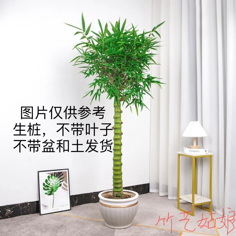 翡翠佛肚竹绿色植物庭院正常盆栽室内