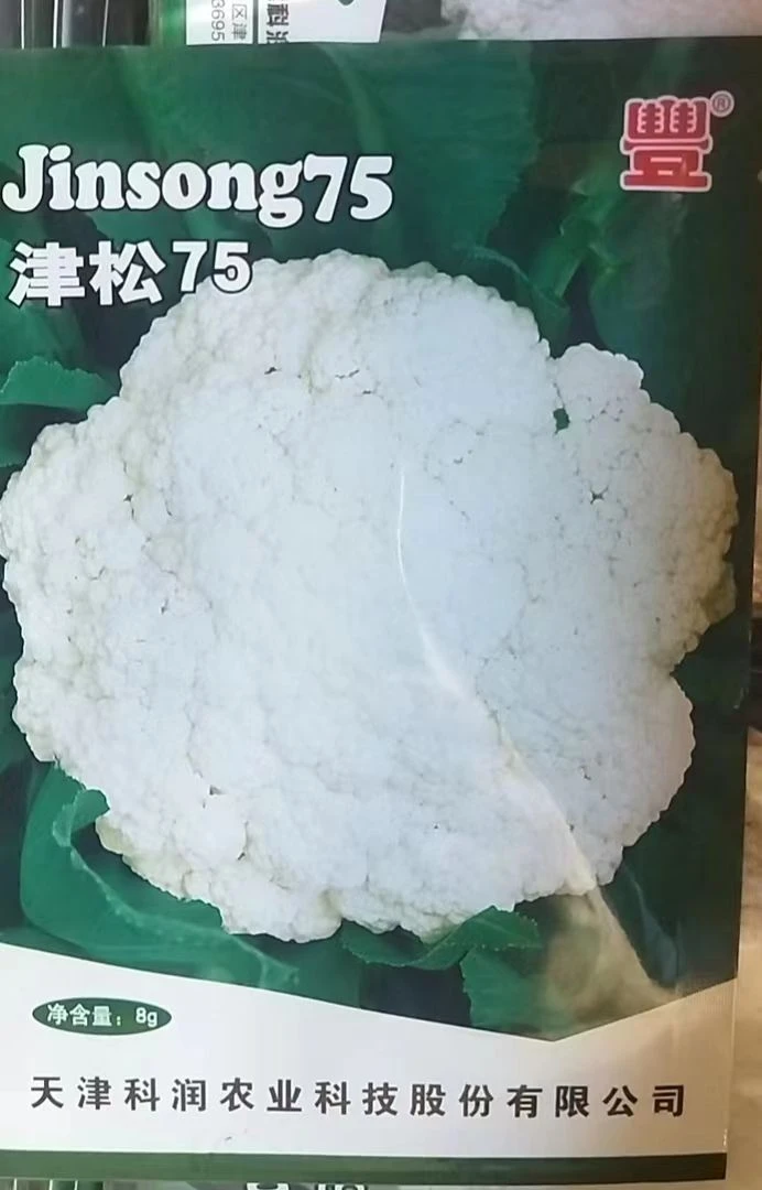 津松75青梗中熟松花菜春秋高产免盖花球洁白耐热耐湿小米粒耐高温