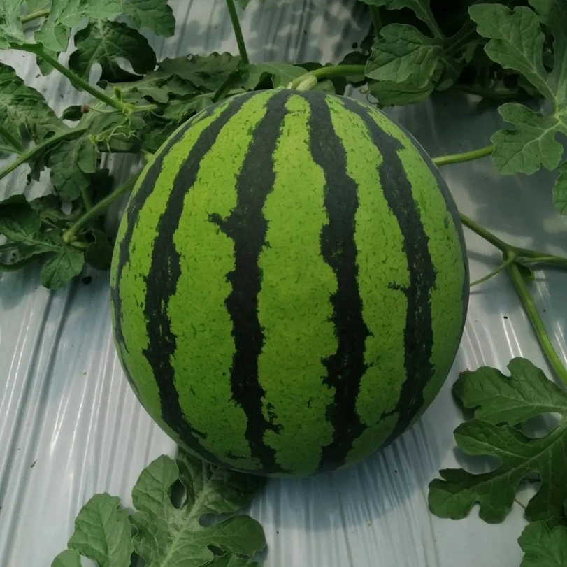 【王老师推荐】佳美一号麒麟美都冰糖麒麟西瓜上市早脆甜多汁高产