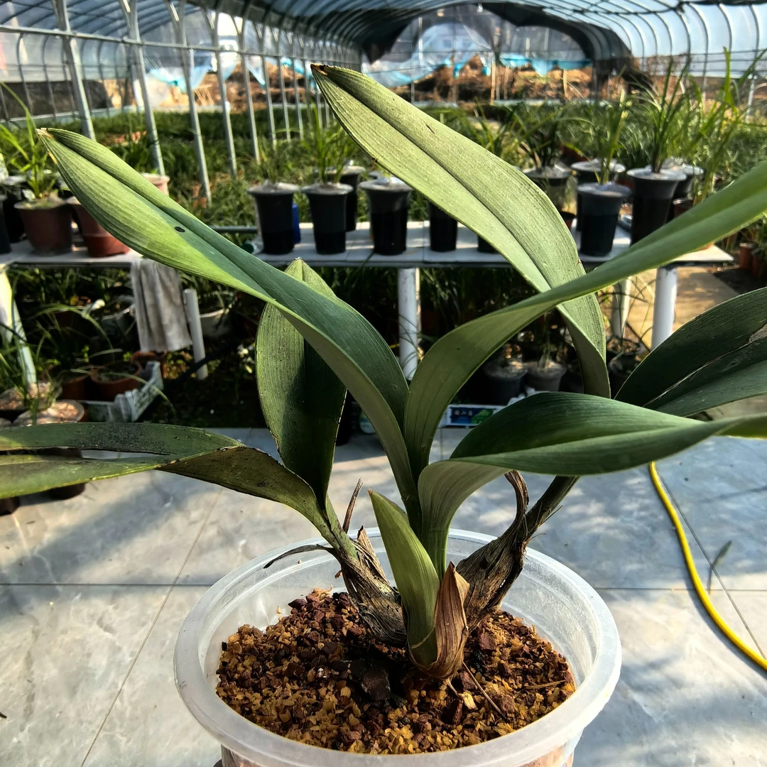 【免耳兰】 香雅怡情 叶片宽厚 盆栽绿植