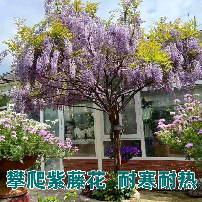 紫藤花苗爬藤植物藤蔓遮阳树苗四季开花盆栽地栽庭院室外耐寒花卉