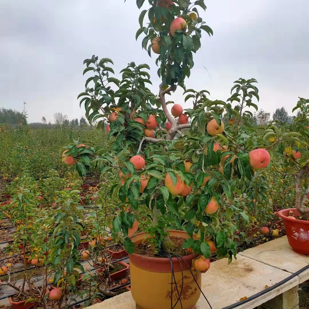 盆栽盆景花园植物 南北方均可养殖