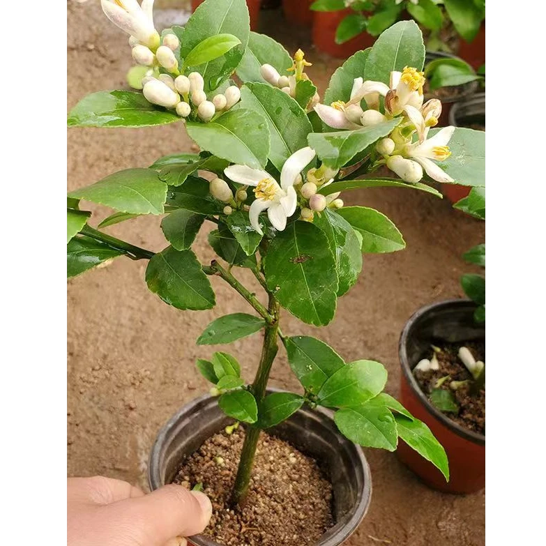 果树  花园庭院果树盆栽（一物一拍）室内  阳台   庭院  栽培