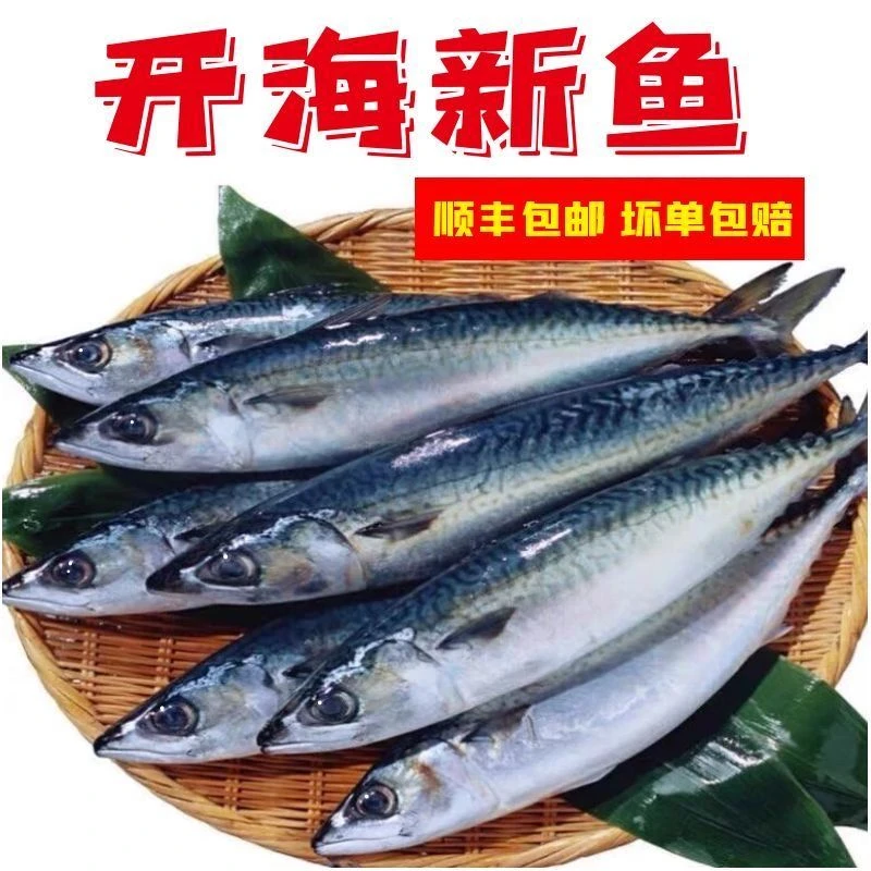 青占鱼青花鱼台鲅鱼新鲜速冻发货5 斤包邮