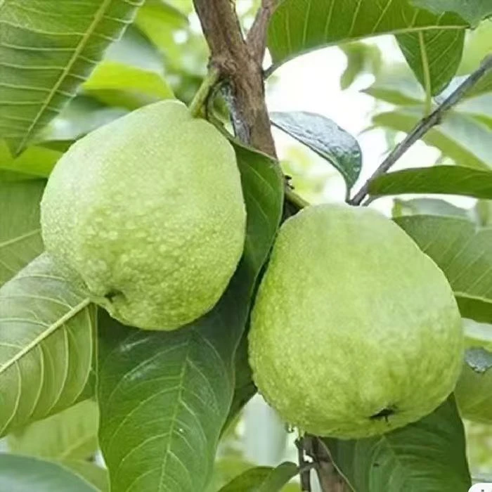 四季番石榴西瓜芭乐胭脂红芭乐红心白心黄心树苗基地直播