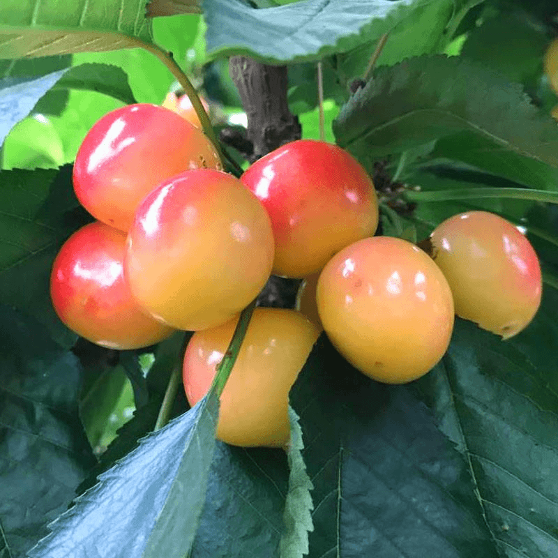 佳红樱桃树苗南方北方种植车厘子苗盆栽地栽嫁接大樱桃苗当年结果