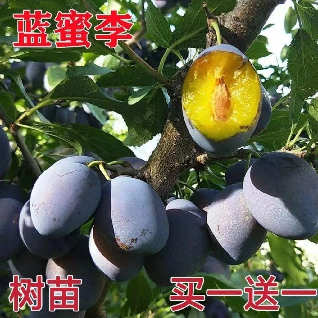 新品种西梅蓝蜜法兰西嫁接蓝蜜李盆栽地栽南方北方种植包邮包成活