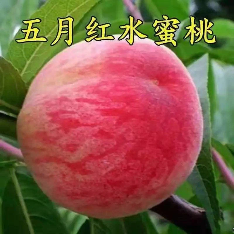 五月红桃树果苗早熟水蜜桃苗嫁接桃树苗特大南方北方种植当年结果