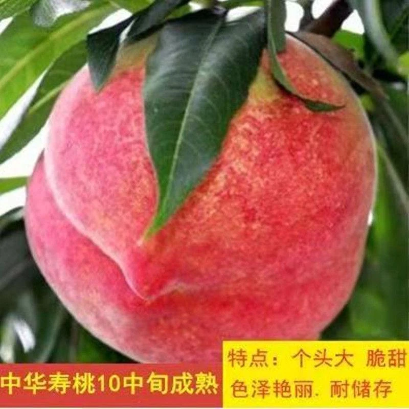 正宗中华寿桃树苗嫁接桃树苗脆甜桃子树苗南方北方种植当年结果苗