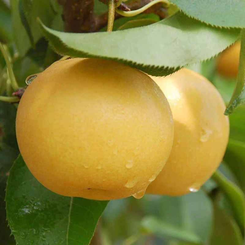 山东莱阳正宗秋月梨4.5斤（6-8个）脆甜多汁 产地直发