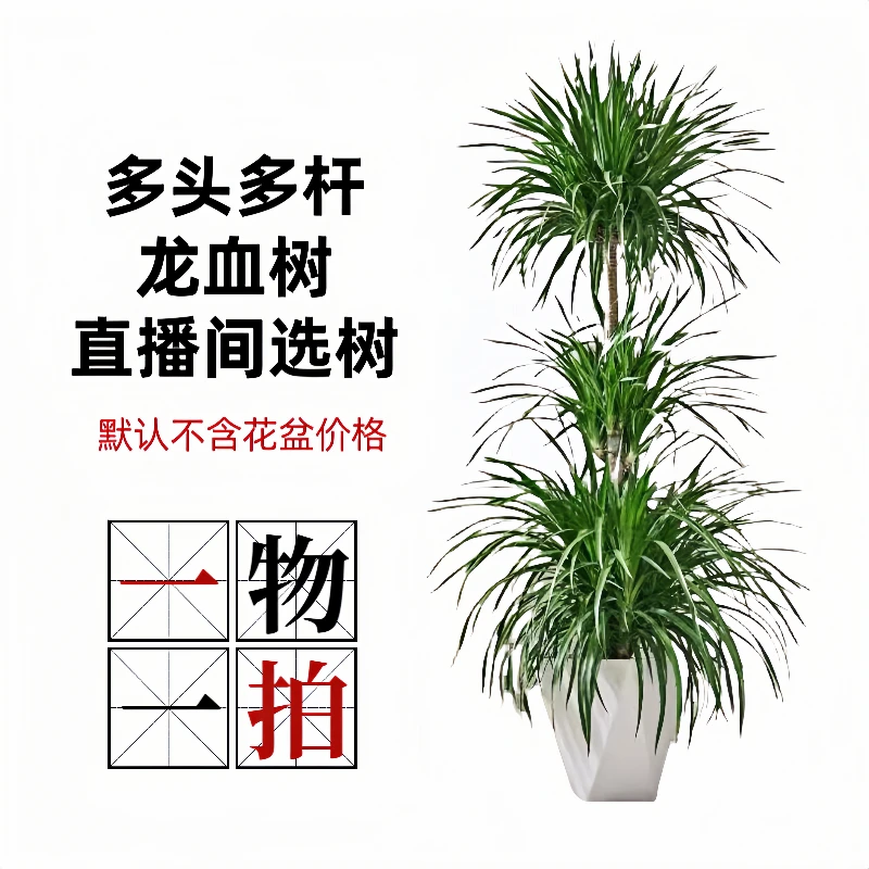 大叶龙血树客厅大绿植高档大气盆栽直播间一物一拍龙须树室内摆件