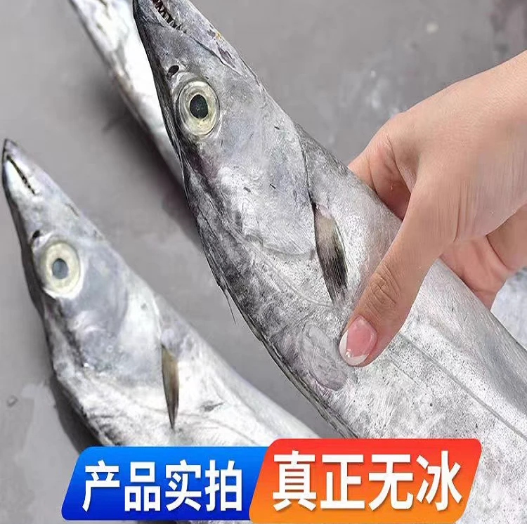 整条新鲜特级大白刀鱼鲜活冷冻带鱼速冻深海捕捞肉厚精选锁鲜鲜美