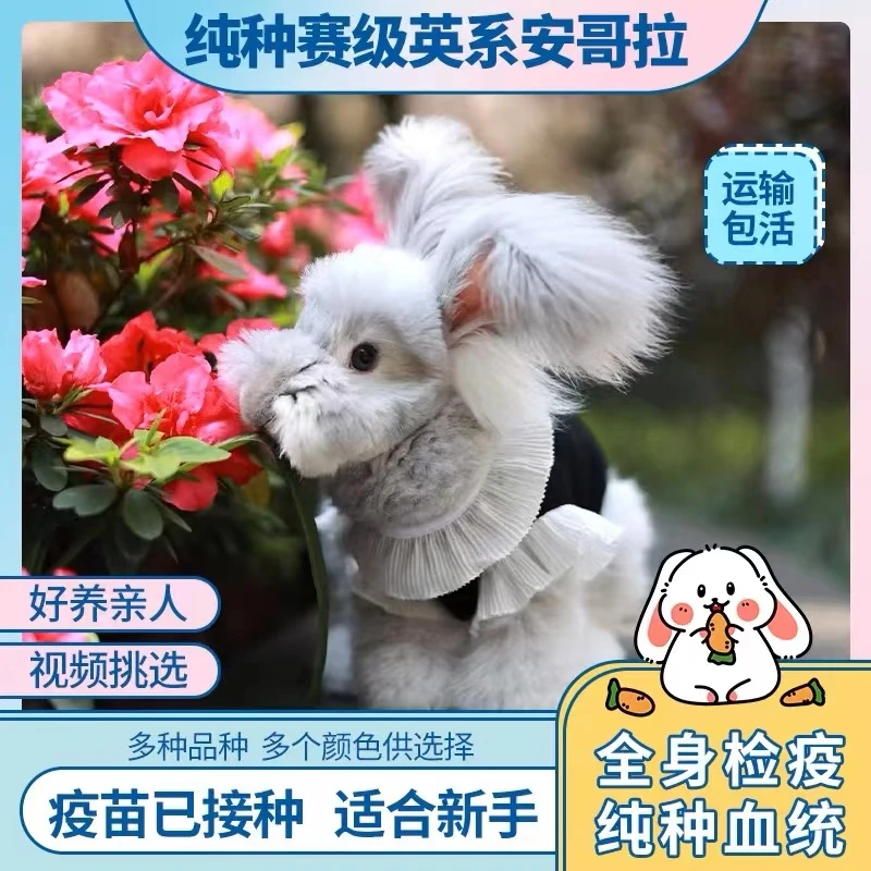 纯种赛级进口双血统英系彩色安哥拉兔巨兔宠物活物小体长毛幼兔子