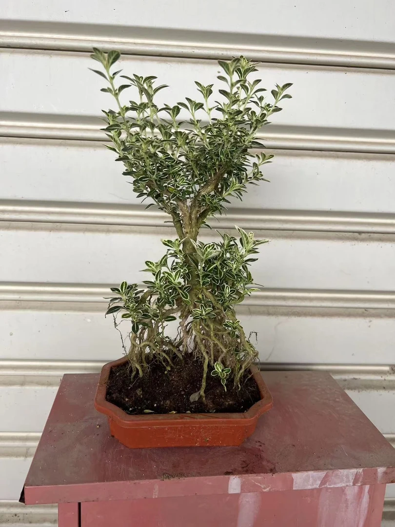 老桩提根金边六月雪岭南名树国内十八大学士之一室内好养