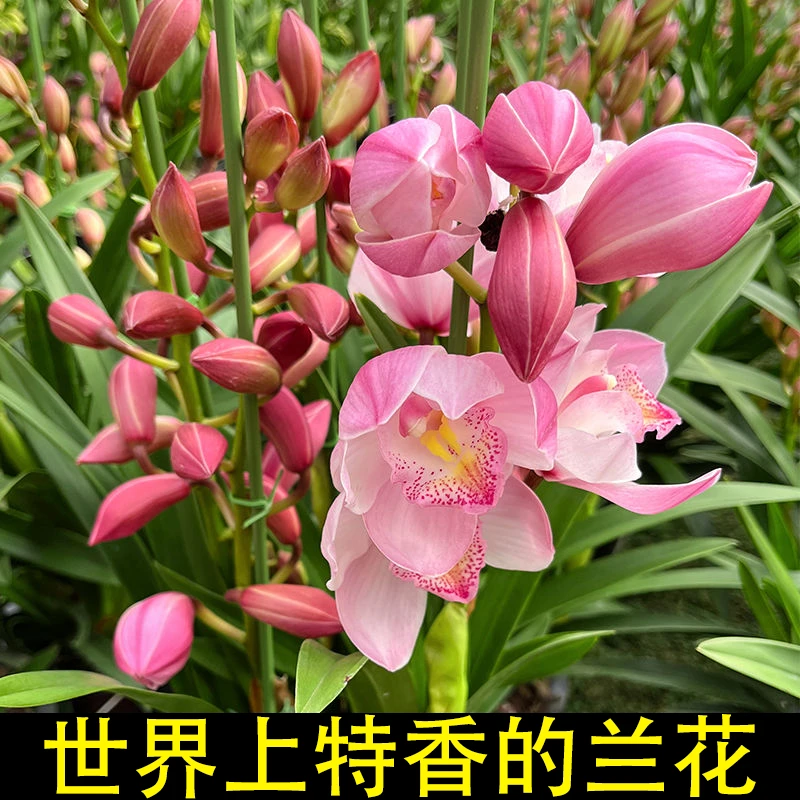 兰花浓香型四季兰赞美神当年开花