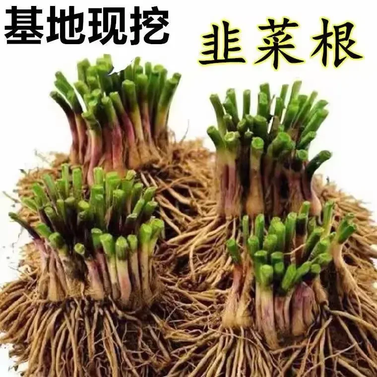 【宠粉福利】韭菜根秧苗蔬菜苗绿植盆栽家庭阳台种植地栽