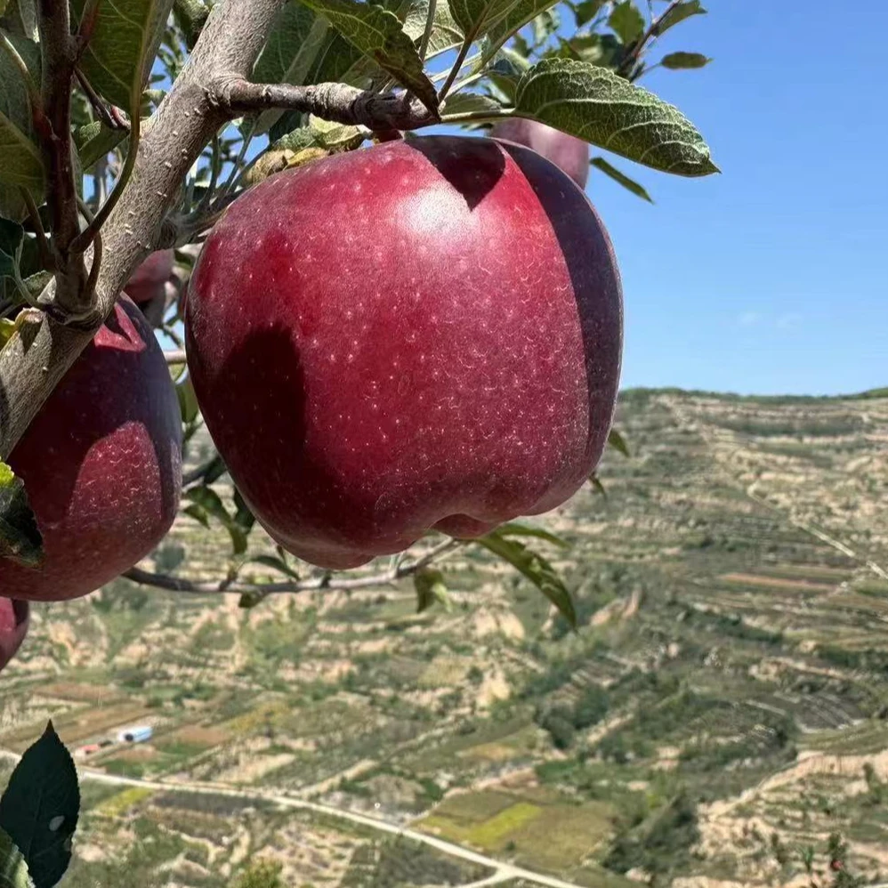 甘肃高原山地花牛苹果