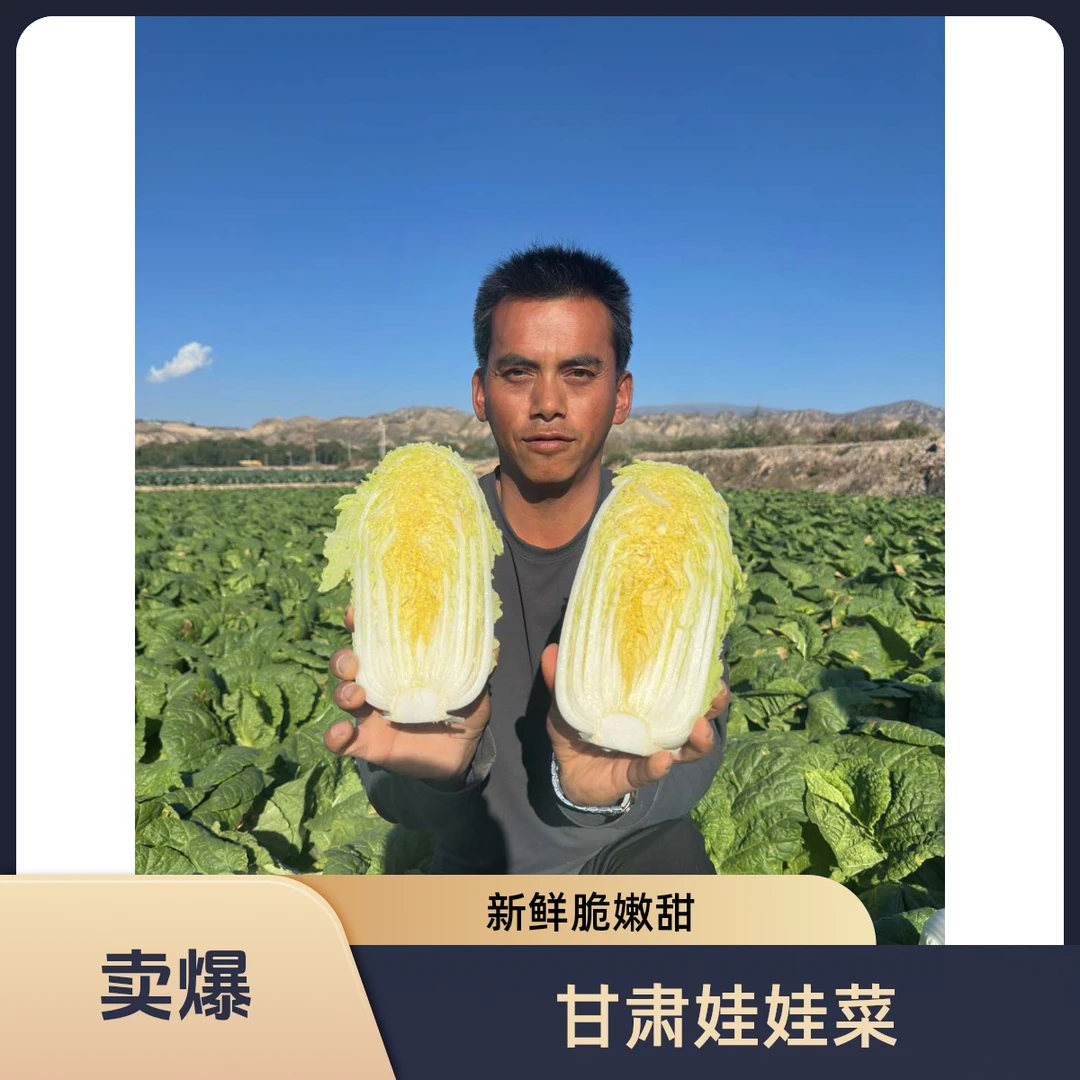 甘肃定西临洮精品高原娃娃菜新鲜农家甜脆娃娃菜产地直销直播间