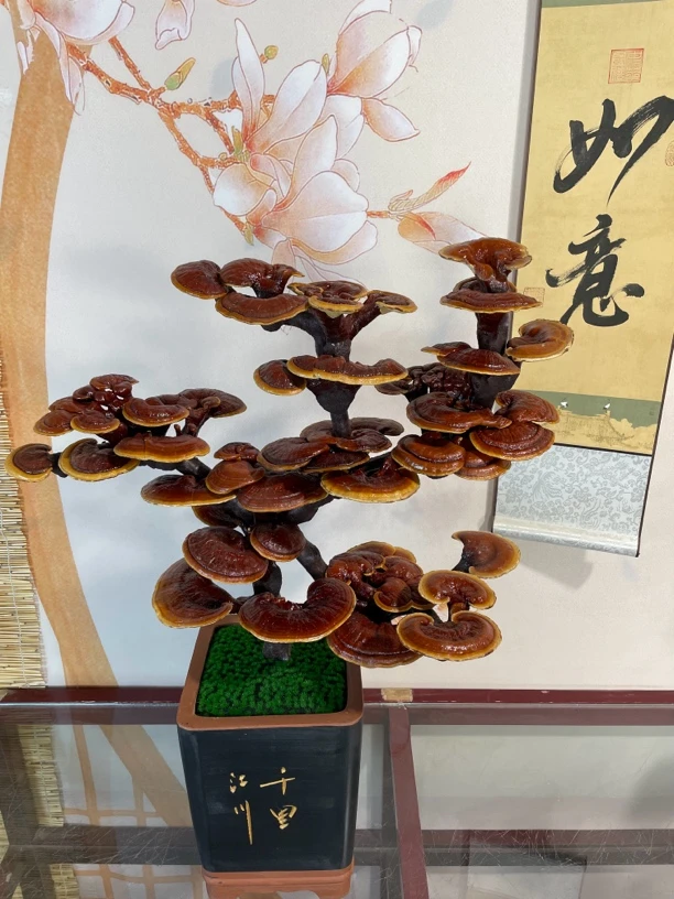 中秋礼品 家居摆件真灵芝盆景新中式