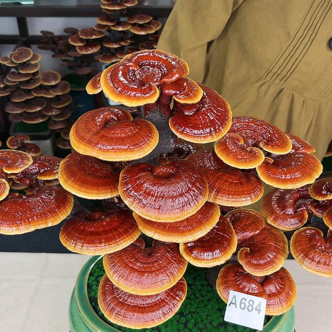 万事如意8888888888