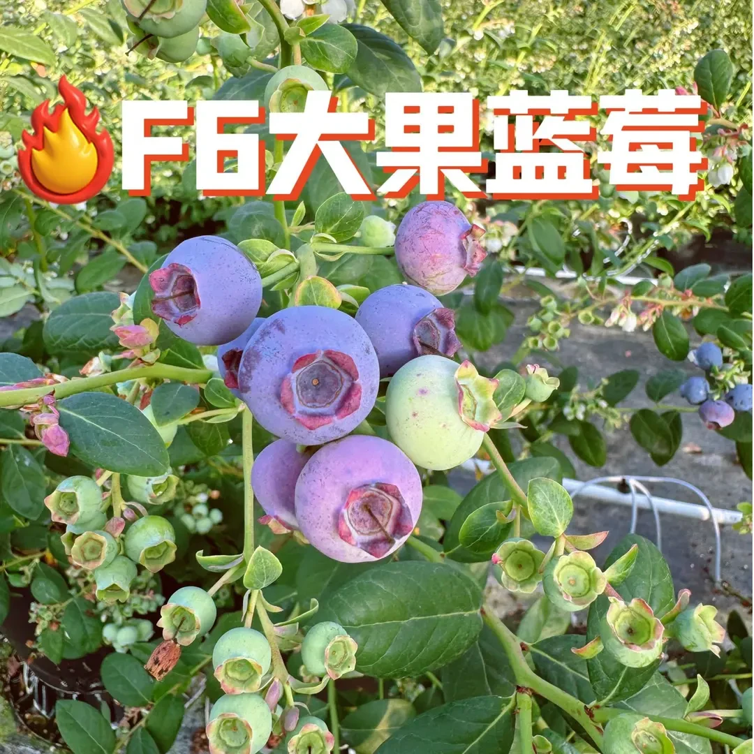 正宗F6蓝莓果树苗适合南北方种植带盆带土带花苞发货