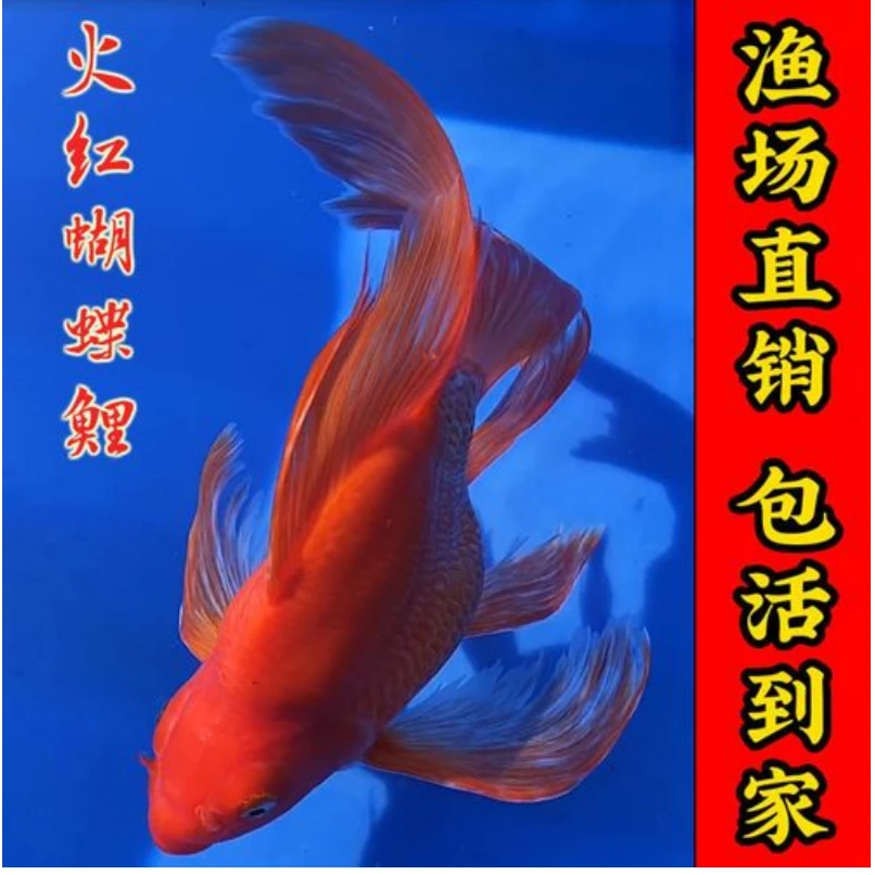 风华渔场观赏鱼台湾蝴蝶鲤橘金普身球体短身活体养鱼饲养