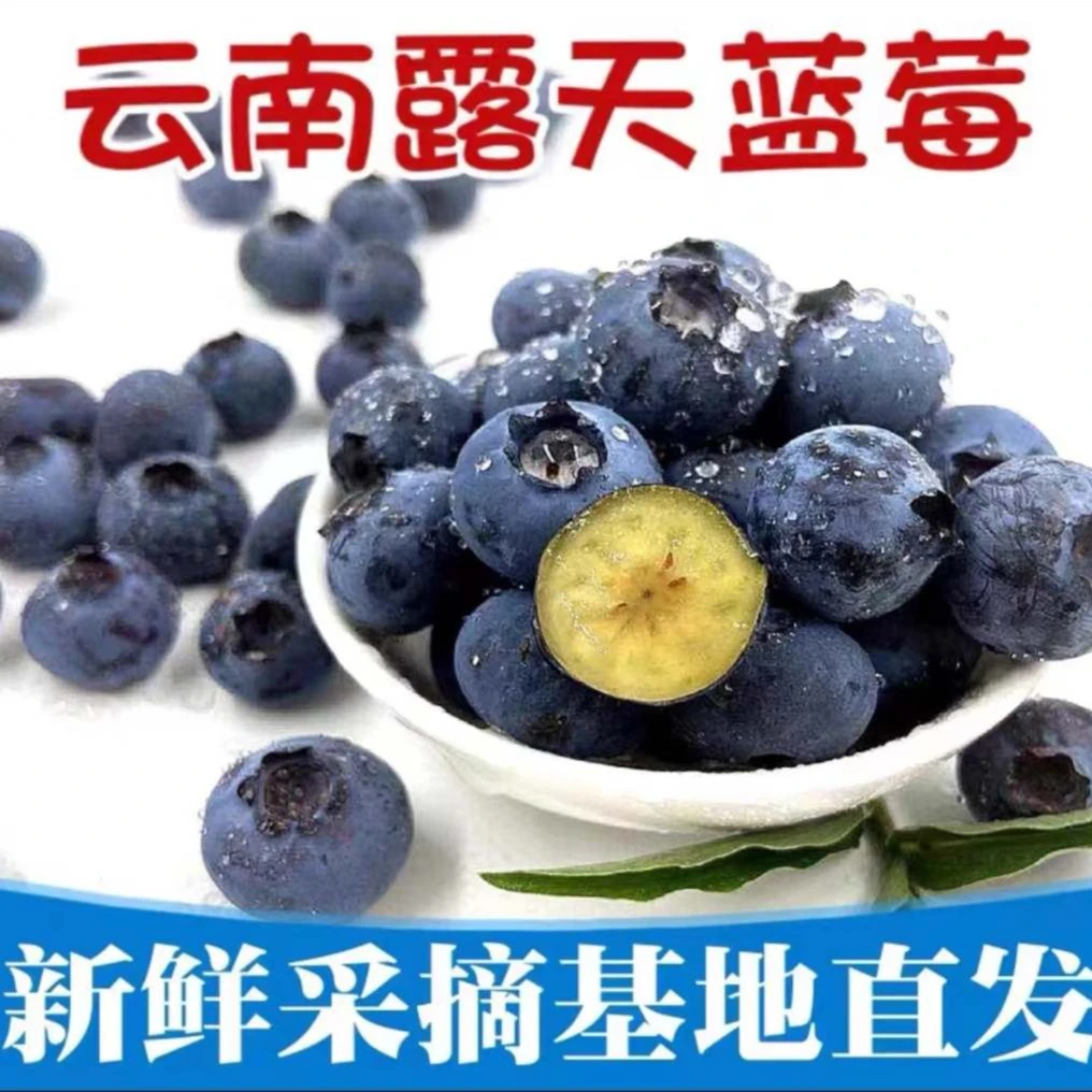 云南花香蓝莓产地新鲜采摘现发4盒/500g包邮优选皮薄脆甜高山种植