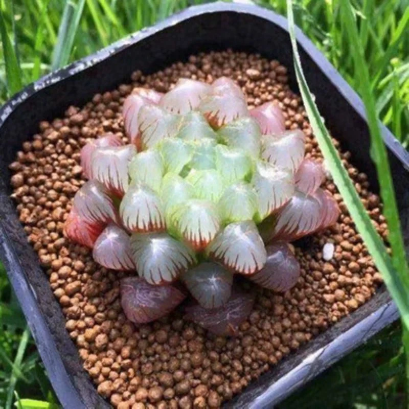 凑满15元包邮，粉姬玉露多肉室内