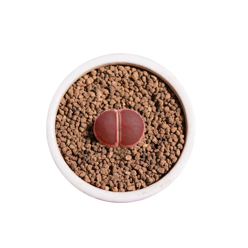 凑满15元包邮，母本红日伦生石花多肉裸根一颗两公分左右