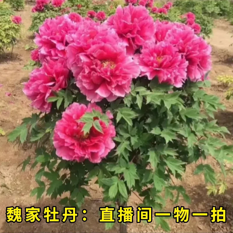【一物一拍】洛阳观赏牡丹花苗  耐寒阳台盆栽庭院种植