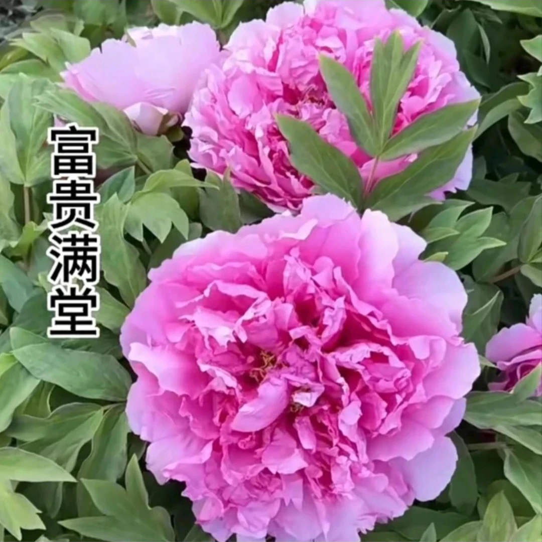 【富贵满堂牡丹】6加仑 蓝色系盆栽牡丹 原盆原土春季开花带盆发货