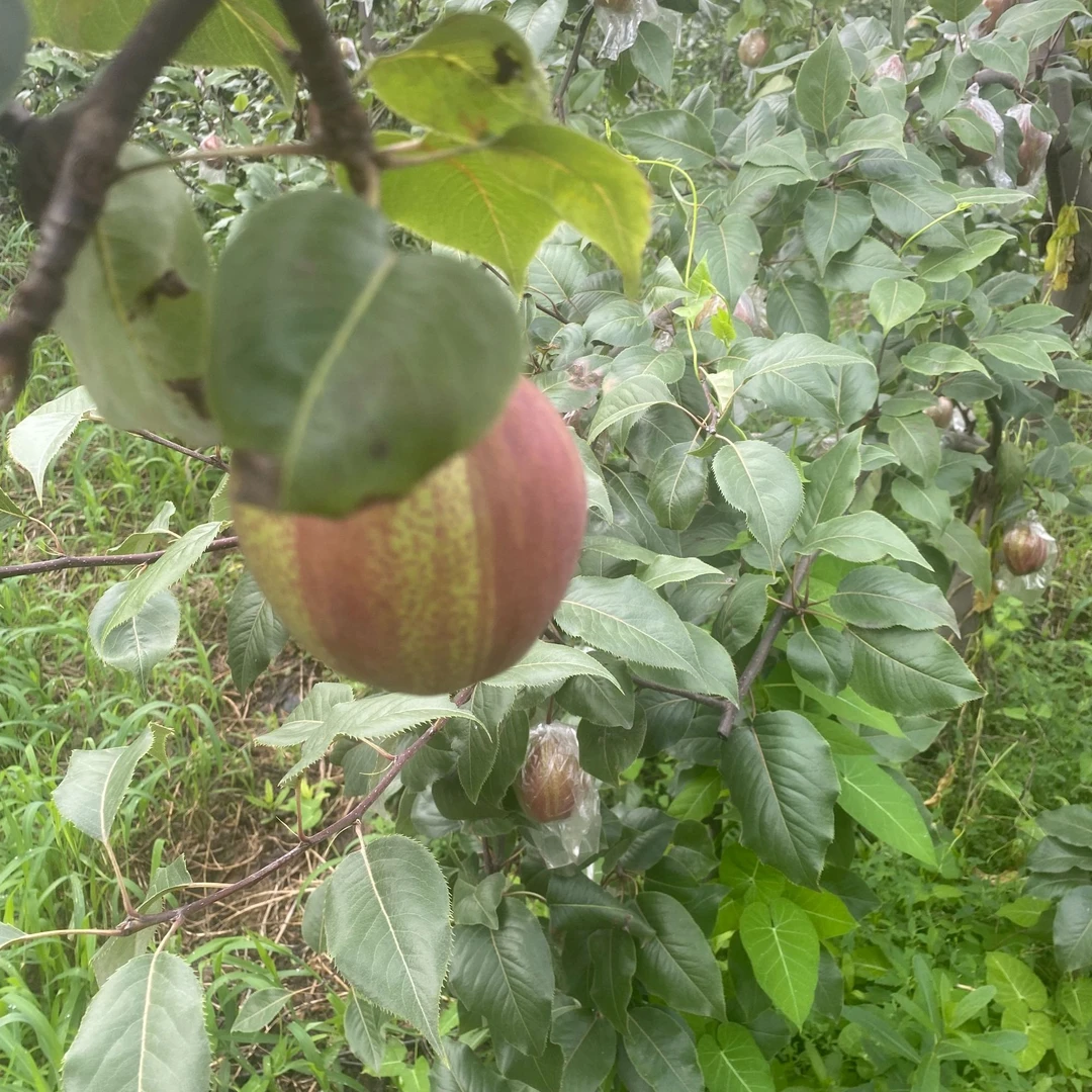 新梨7号彩虹香梨组合装！