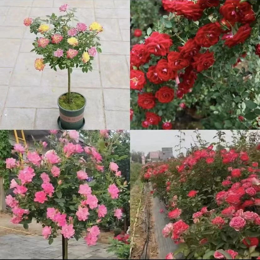 福利丰花微月四颗组合款藤彩虹+夏令营+天河繁星+红宝石