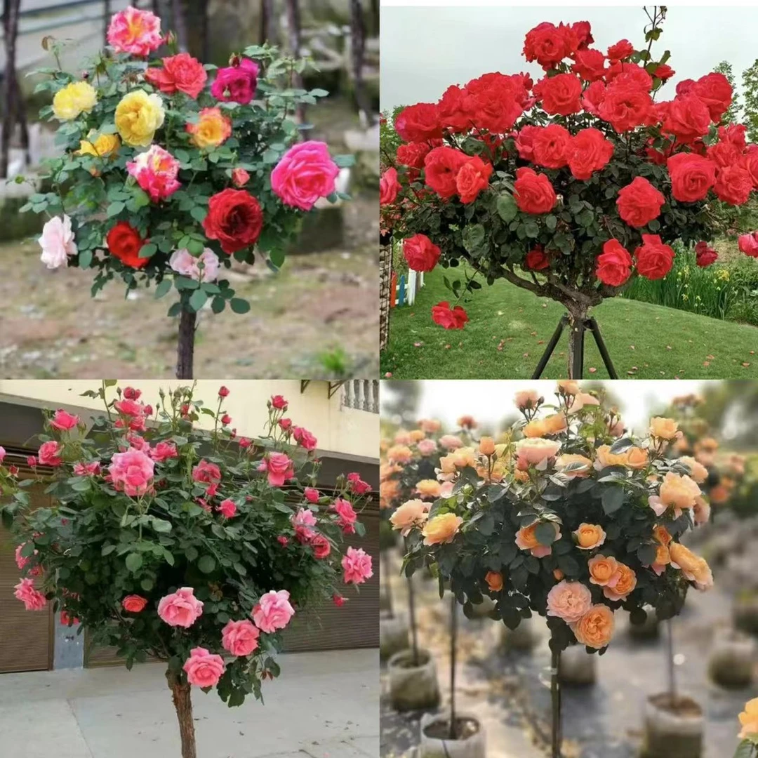 多色+红菲扇+粉扇+果汁阳台四棵树桩月季