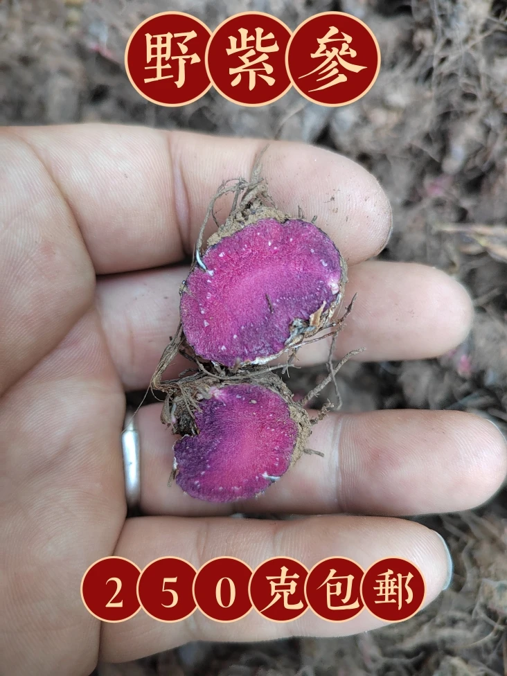 甘肃野紫参250克包邮