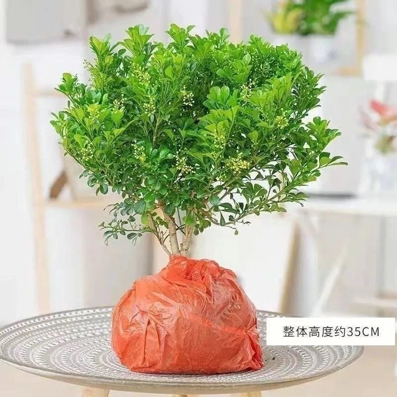 带花苞香水米兰花盆栽花卉植物四季开花浓香好养老桩盆景驱蚊绿植