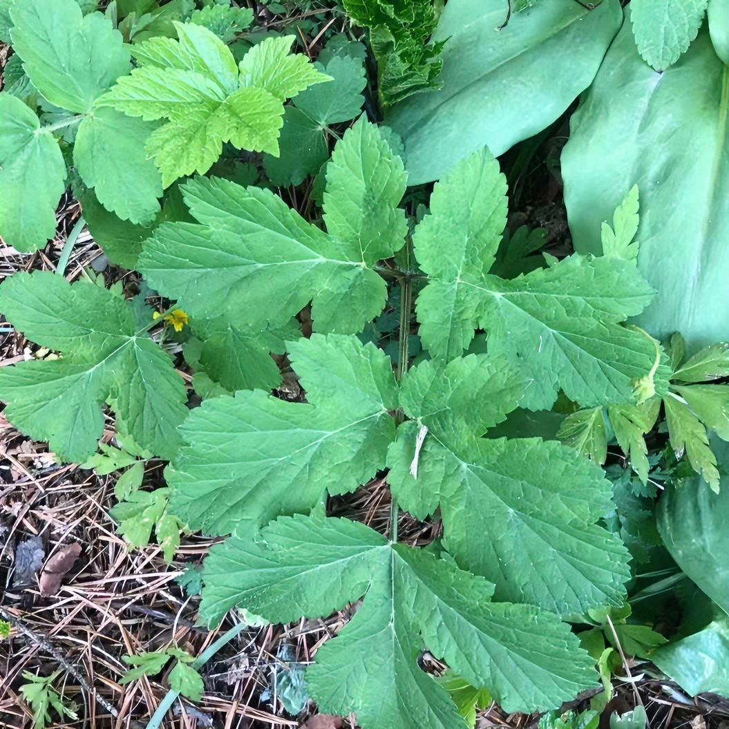 黑龙江小兴安岭野生山野菜 老山芹又名黑瞎芹