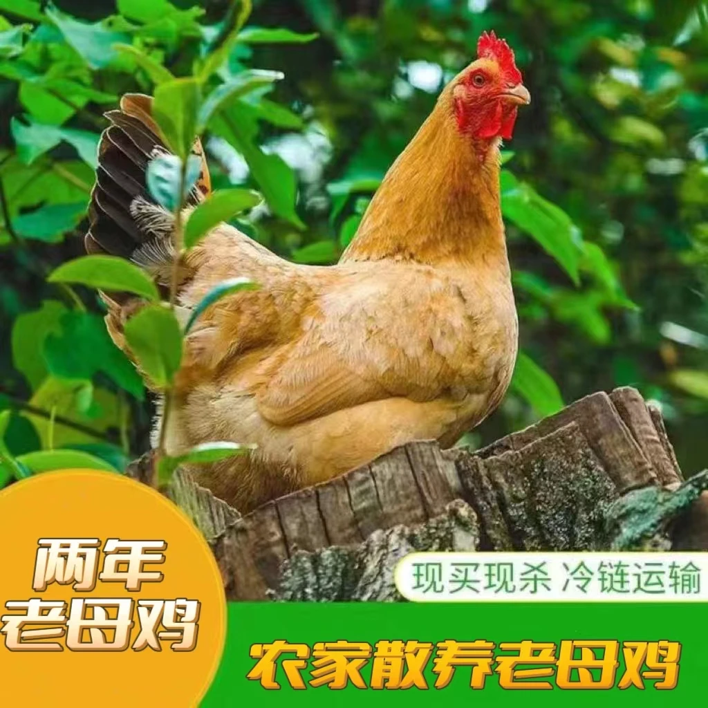 【海哥家】放养黄油老母鸡   拍一发三  净重6斤