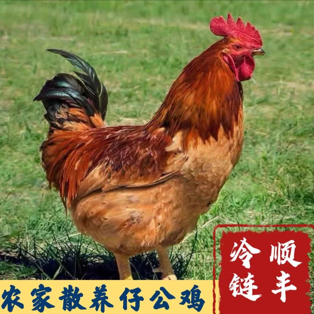 【新农人】放养土公鸡 拍一发三 净重共3600g 顺丰冷链