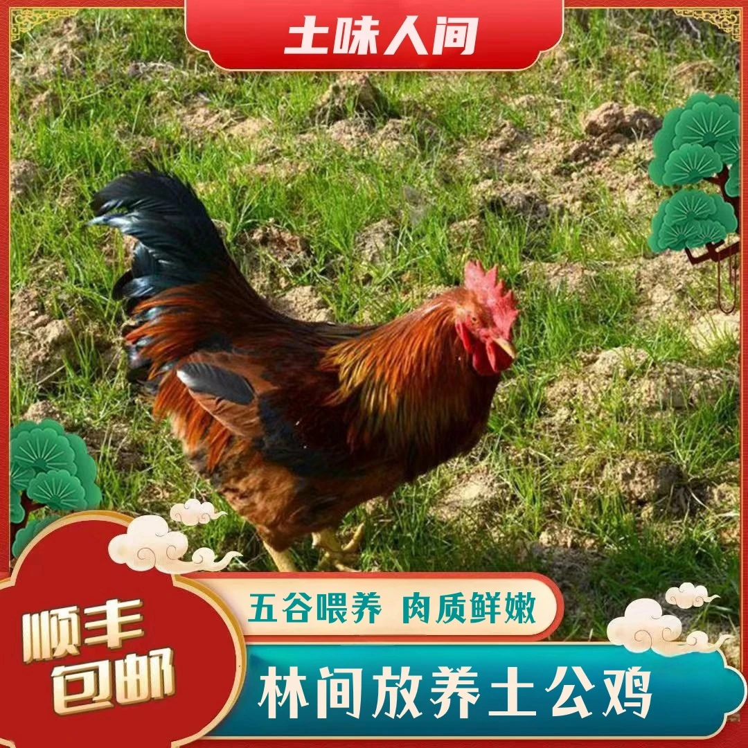 【三只】放养大公鸡仔公鸡  净重9斤