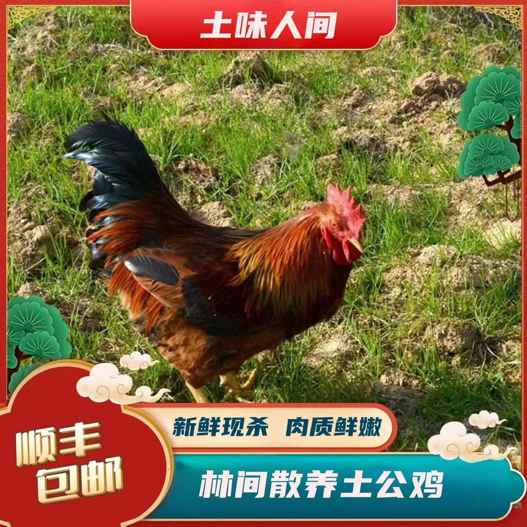 【丽丽家】放养土公鸡 拍一发二 净重共5.6斤 顺丰到家