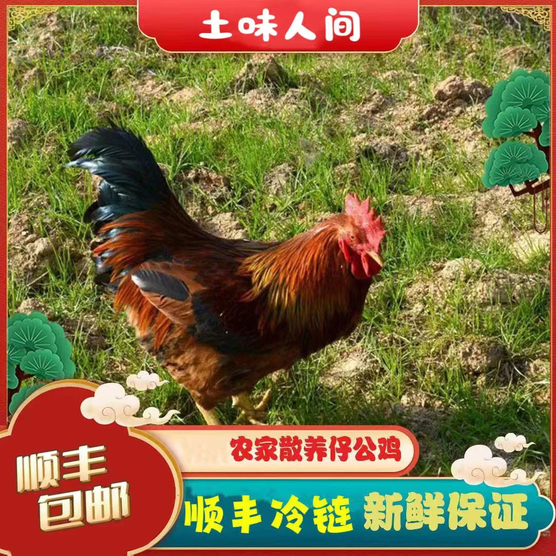【二姐家土鸡】放养土公鸡 2只净重6斤 顺丰包邮