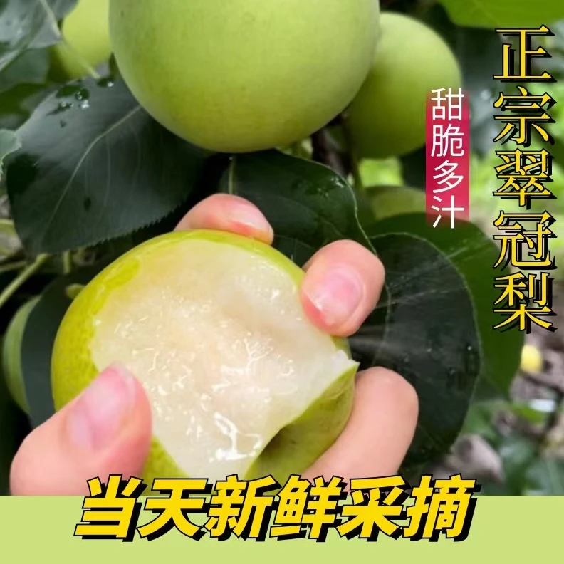 脆甜多汁长乐翠冠梨现采现发