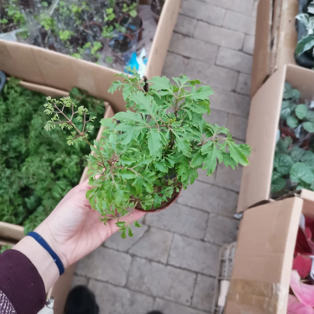 羽叶福禄桐细叶桩森碎叶桩芹叶福禄桐盆景造景植物素材