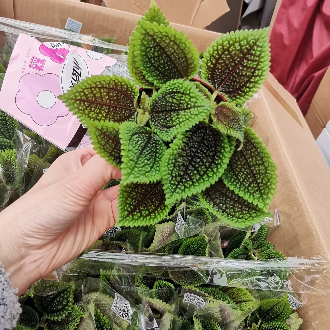 冰水花皱叶冷水椒草轮叶豆瓣网红景观植物