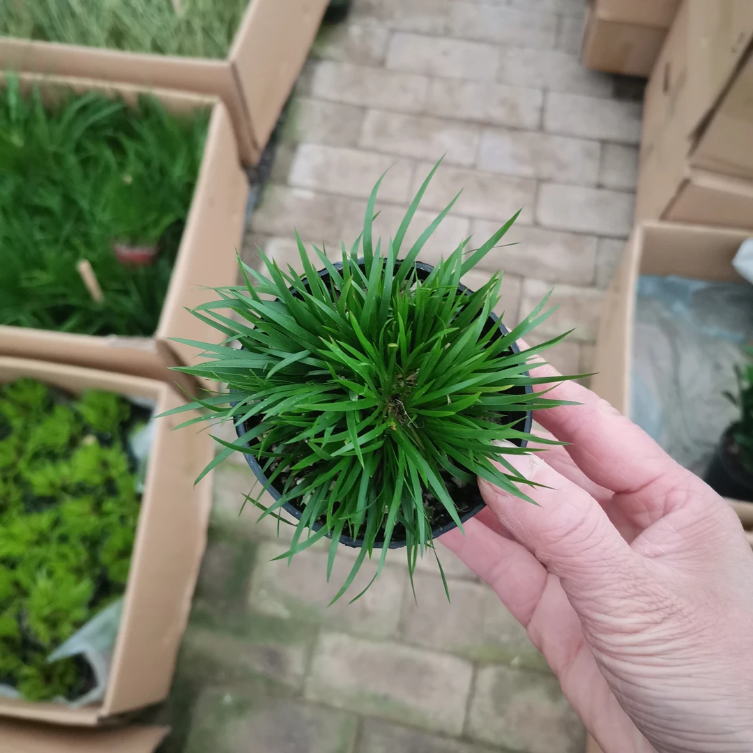 金钱菖蒲苗微型盆景黄金姬虎须菖蒲植物办公室盆栽四季常青绿植